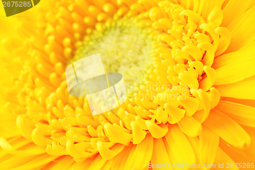 Image of Yellow daisy close up