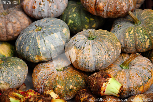 Image of Pumpkin