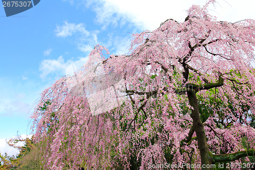 Image of Cherry tree in Japan
