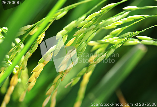 Image of Fresh paddy rice plant