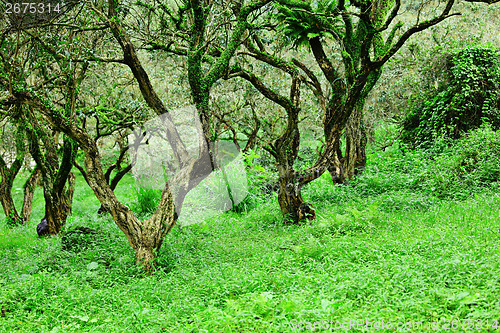 Image of Forest and green lawn