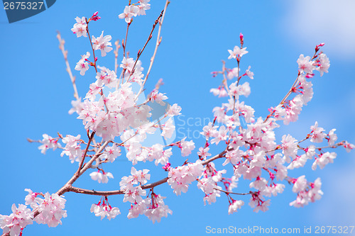 Image of Sakura