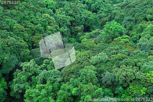 Image of Forest on mountain