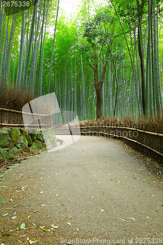 Image of Bamboo forest and pathway