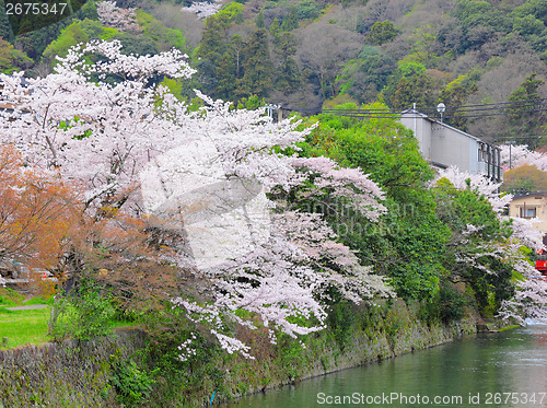 Image of Sakura tree with river