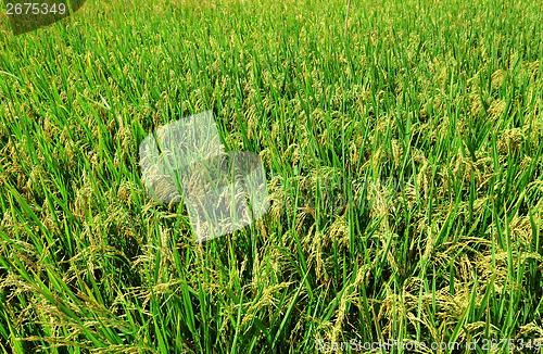 Image of Paddy rice field