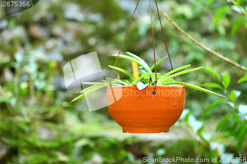 Image of Green potted plant