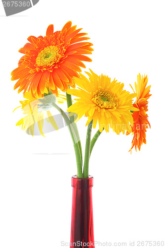 Image of Daisy in vase