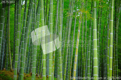 Image of Bamboo forest at outdoor