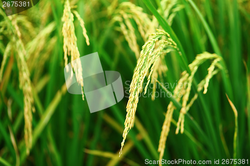 Image of Paddy rice plant