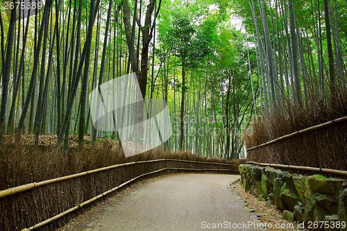 Image of Bamboo forest with road