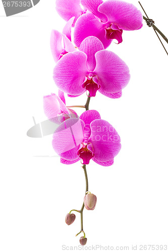 Image of Orchid