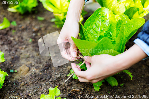 Image of Agriculture of lettuce