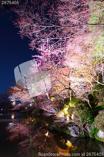 Image of Sakura tree with river at night