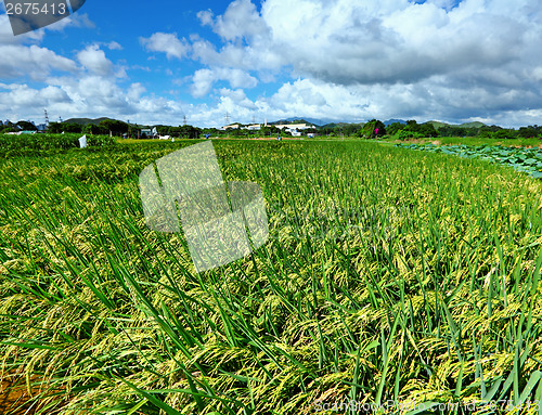 Image of Paddy rice field and blue sky