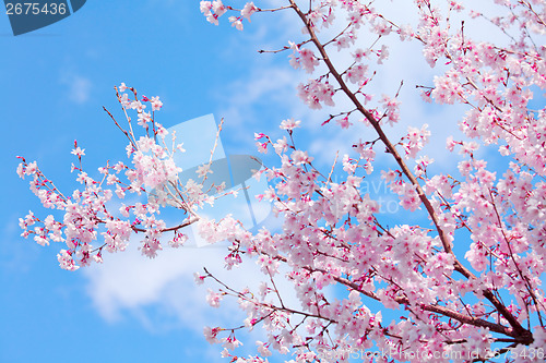 Image of Sakura tree