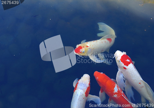 Image of Koi fish