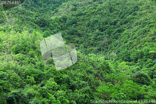 Image of Forest in mountian