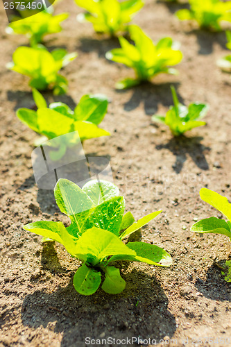 Image of Young lettuce field