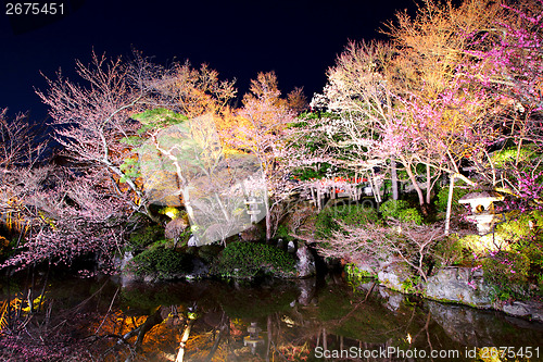 Image of Sakura tree with river