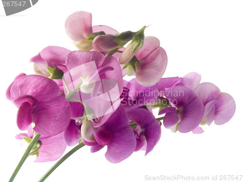 Image of sweet pea