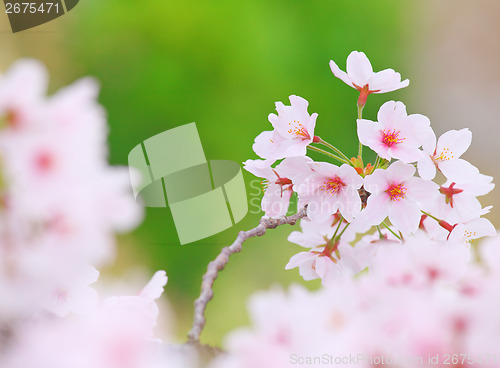 Image of Sakura