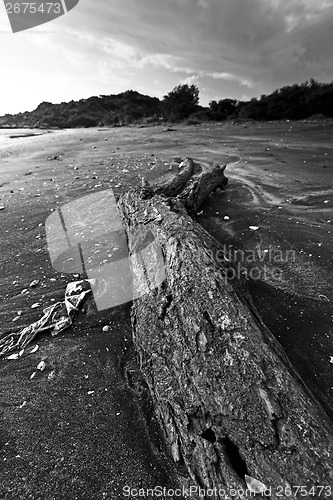 Image of Drift wood