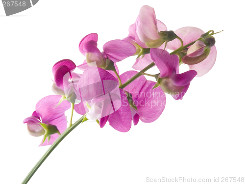 Image of sweet pea