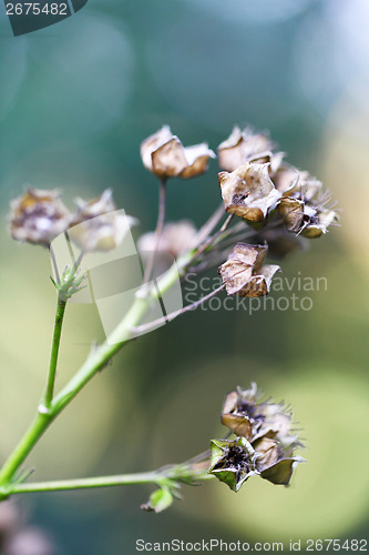 Image of Withered plant