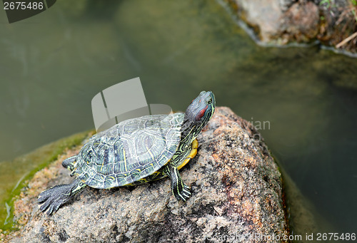 Image of Tortoise