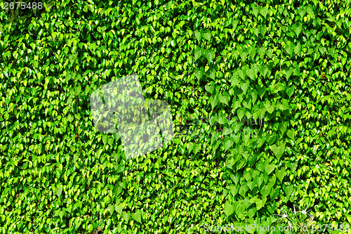 Image of Green ivy plant on wall