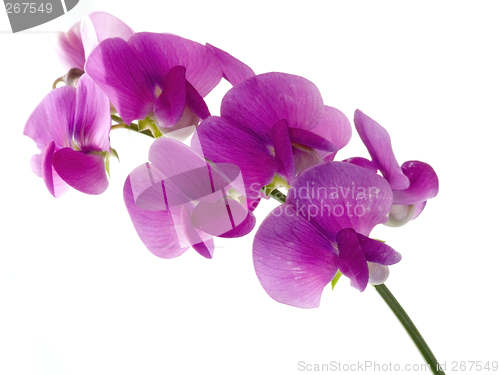 Image of sweet pea