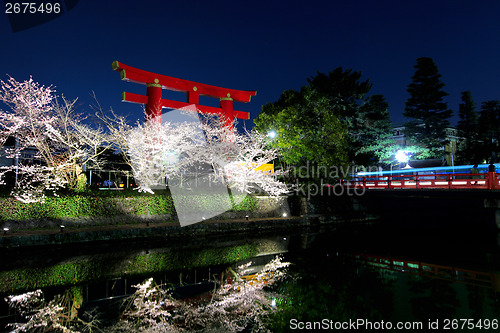 Image of Sakura and torii at night