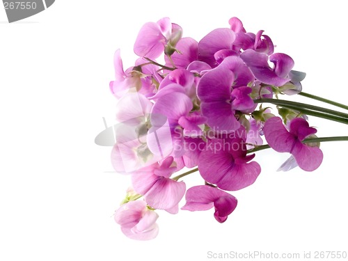 Image of sweet pea