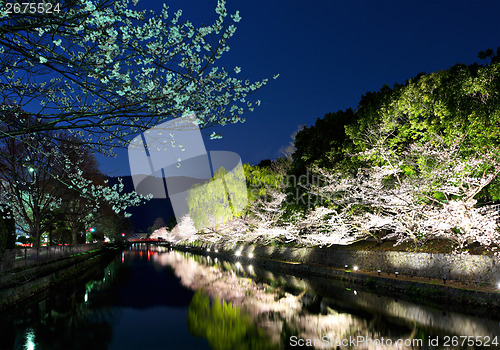 Image of Sakura and river in kyoto at night