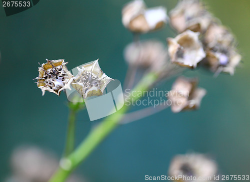 Image of Dried small plant