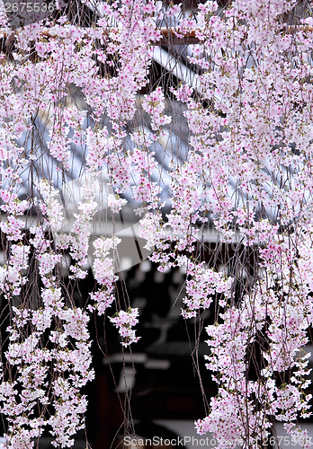 Image of Weeping sakura with japanese temple