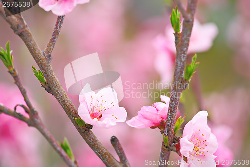 Image of Pink sakura close up