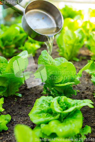 Image of Fertilization of lettuce