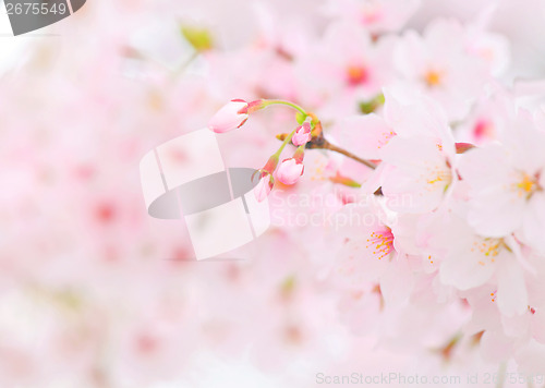 Image of Sakura blossom