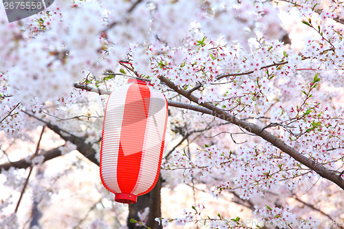 Image of Red lantern and sakura