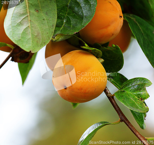 Image of Persimmon tree