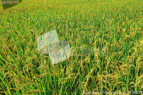 Image of Paddy rice plant field