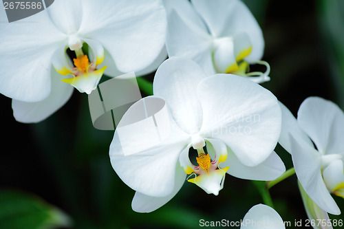 Image of White orchid