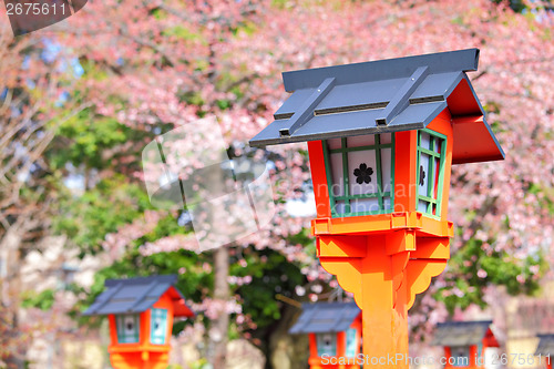 Image of Sakura with red lantern