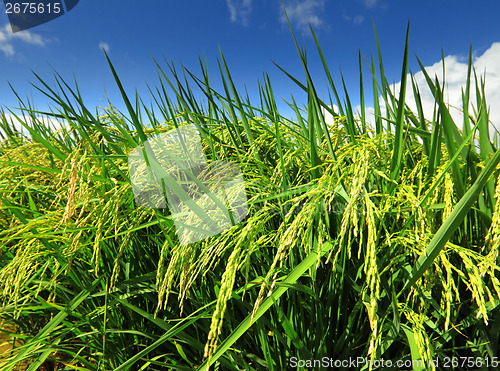 Image of Paddy rice field