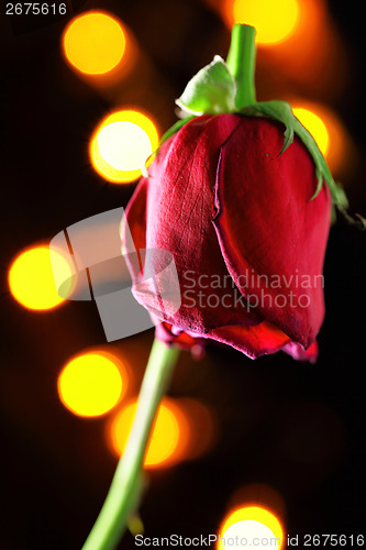 Image of Wilted red rose