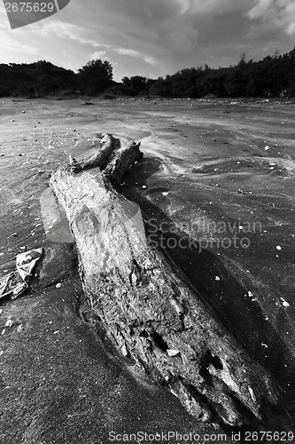 Image of Drift wood