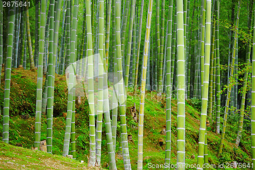 Image of Bamboo forest