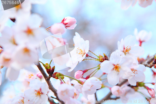 Image of Sakura tree